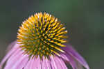 Eastern purple coneflower